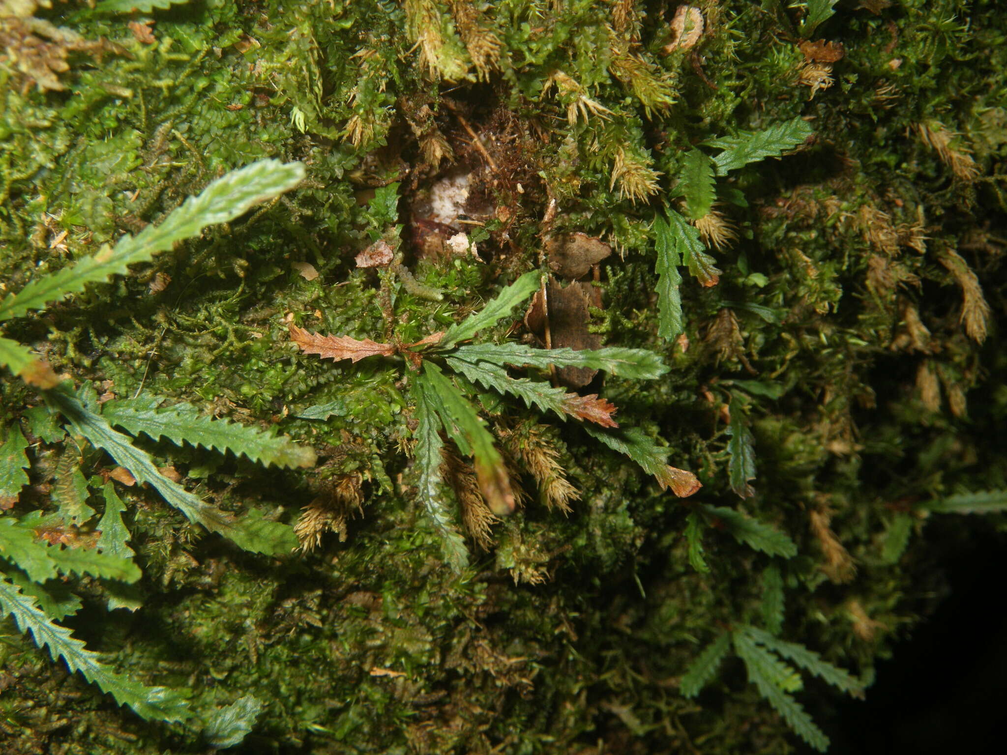 Image of toothed snailfern