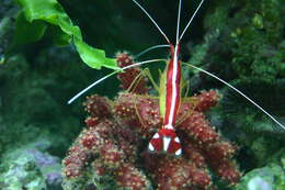 Image of Scarlet cleaner shrimp