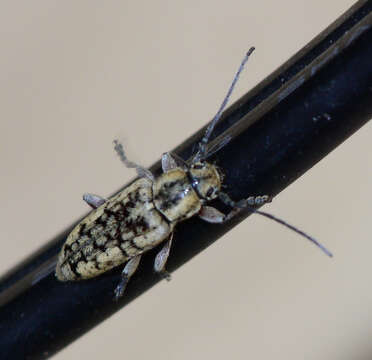 Image of Small Cedar Borer