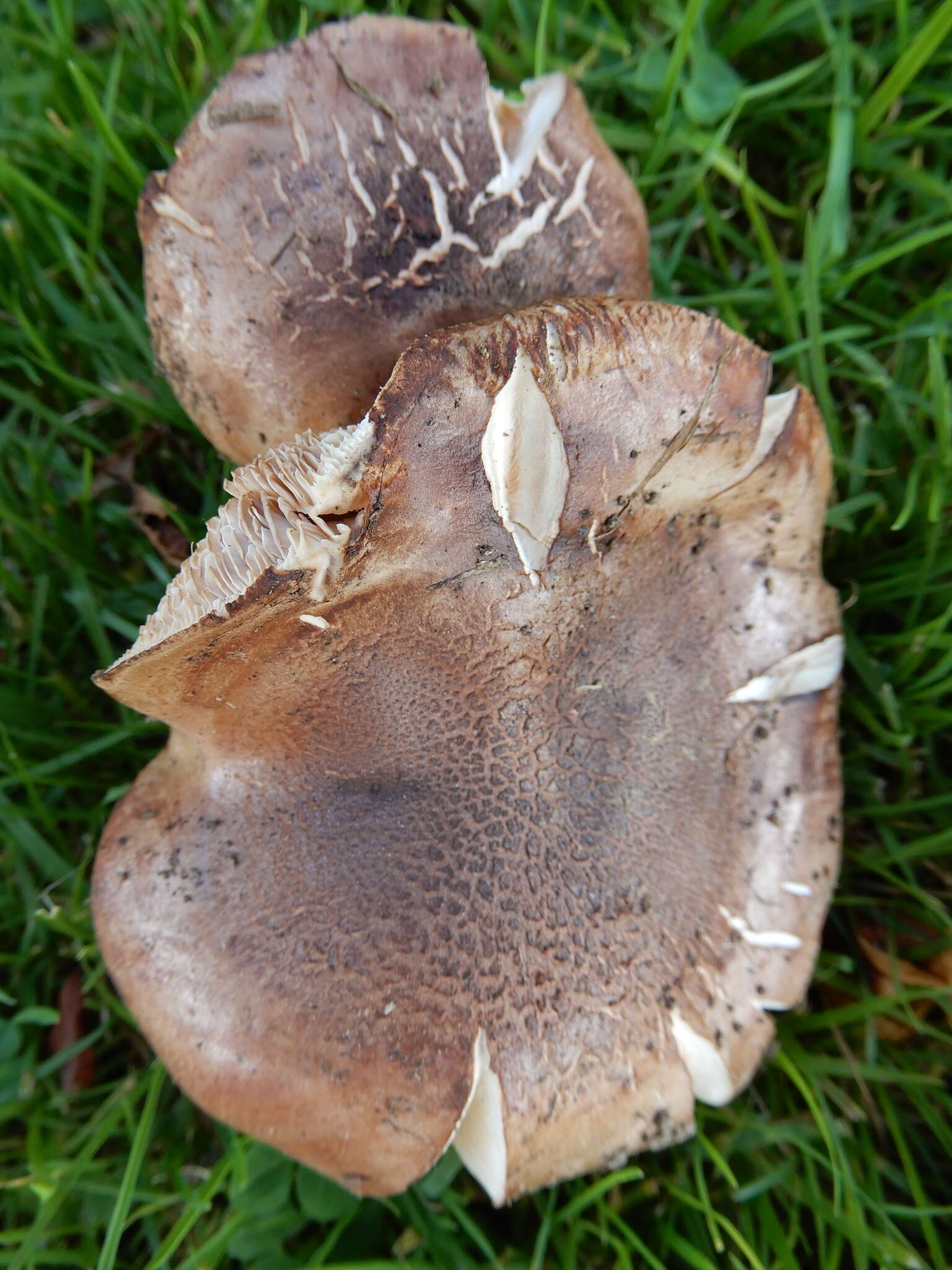 Image of Tricholoma batschii Gulden 1969