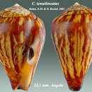 Image de Conus tenuilineatus Rolán & Röckel 2001