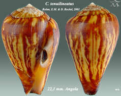 Image of Conus tenuilineatus Rolán & Röckel 2001