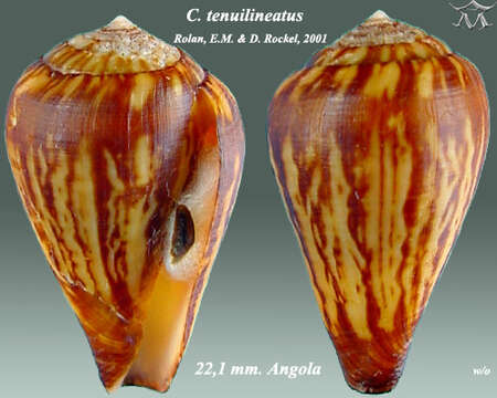 Image of Conus tenuilineatus Rolán & Röckel 2001