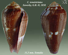 Image of Conus tenuistriatus G. B. Sowerby II 1858