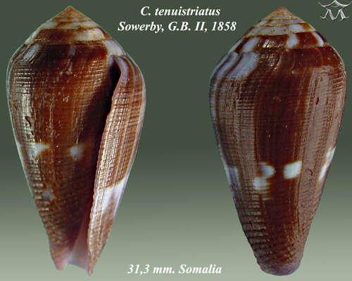 Image of Conus tenuistriatus G. B. Sowerby II 1858