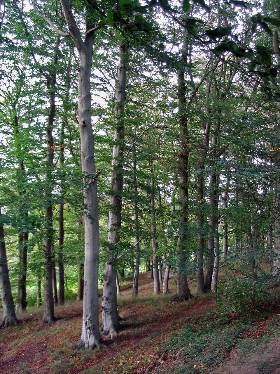 Image of European beech