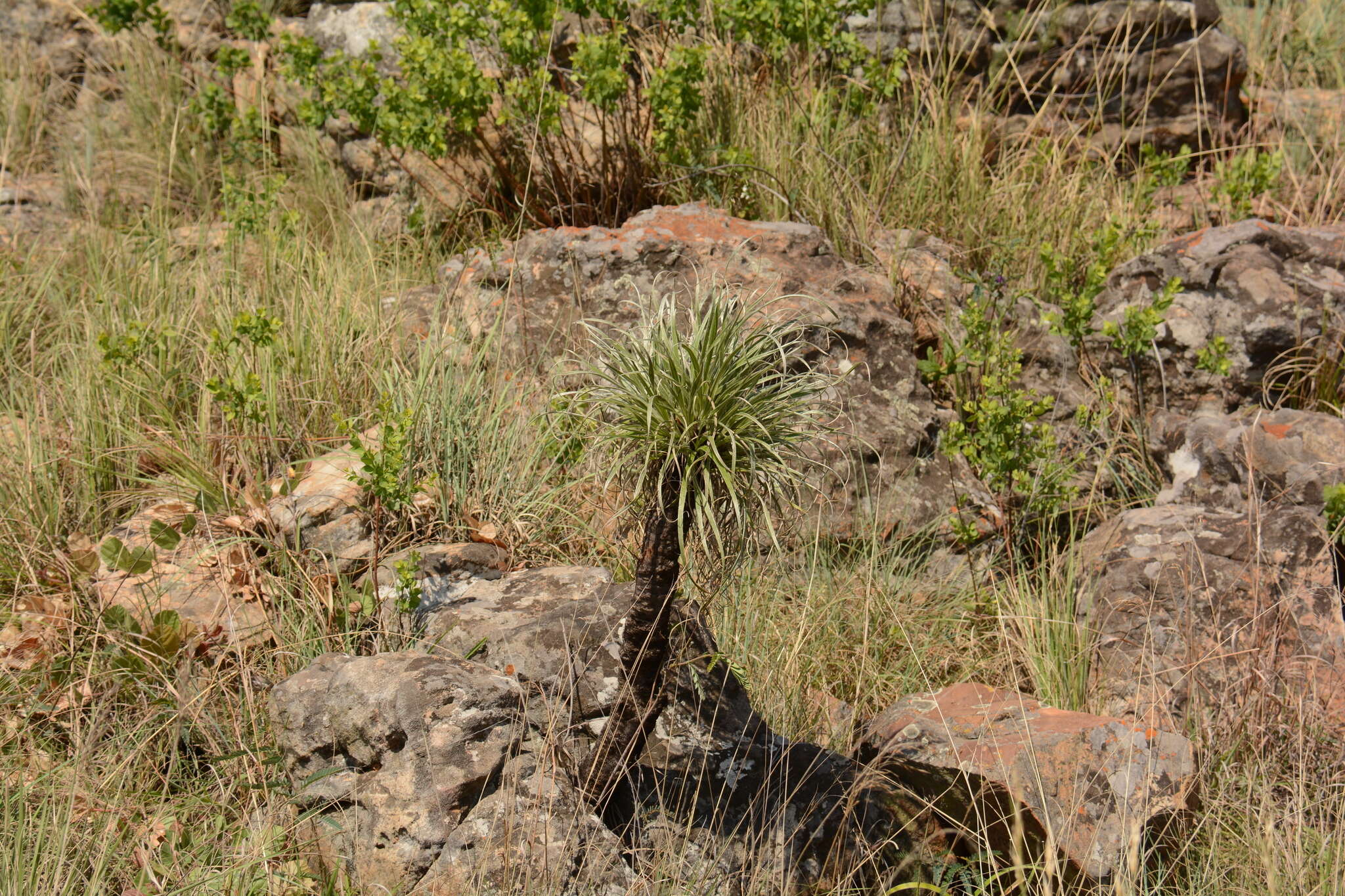 Image of Xerophyta purpurascens Behnke