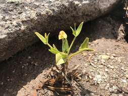 Caltha introloba F. Müll. resmi