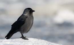 Image of Eurasian Jackdaw