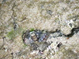 Image of Hump-headed Blenny