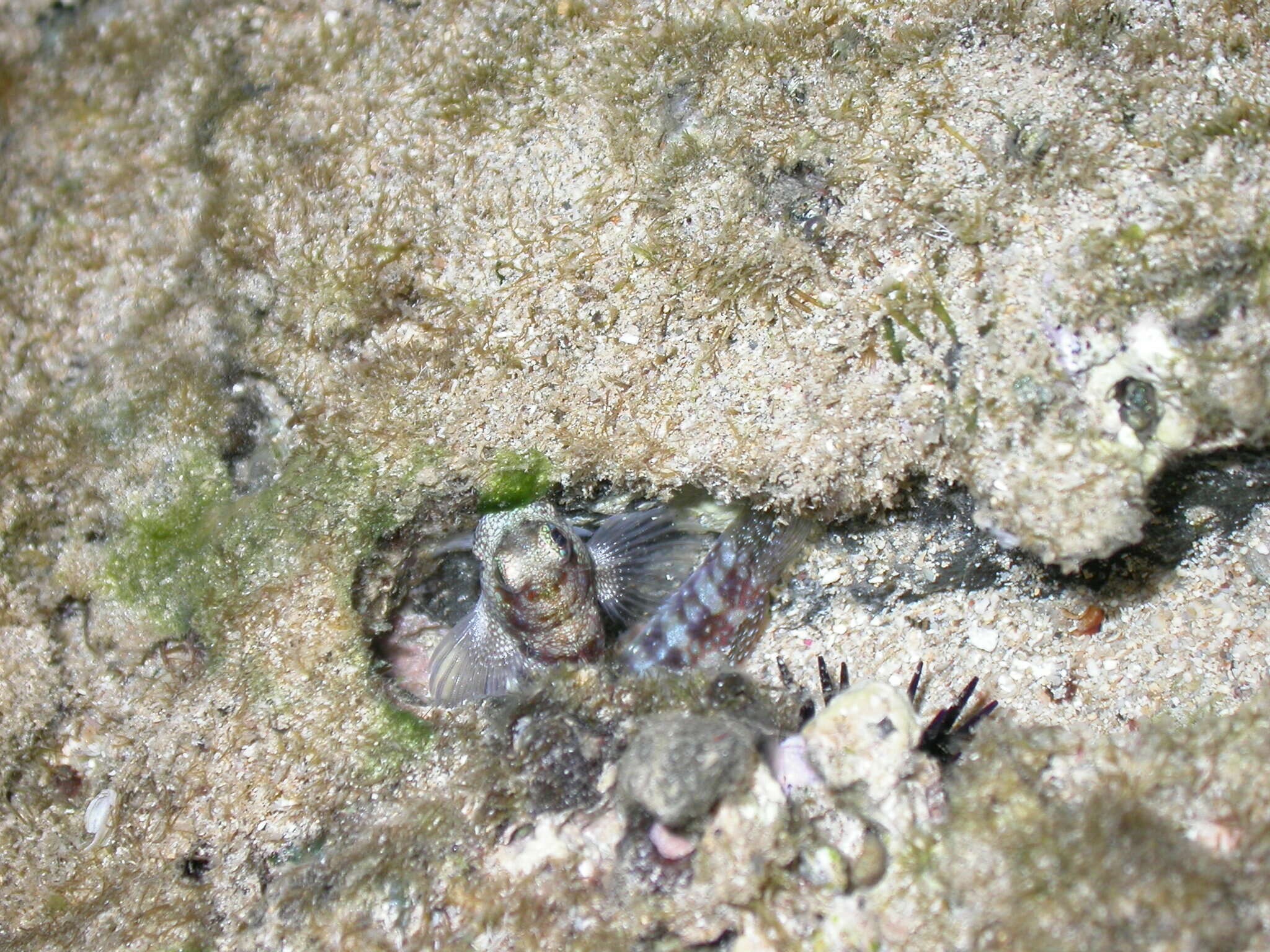 Image of Hump-headed Blenny