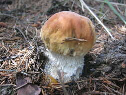 Image of Boletus chippewaensis A. H. Sm. & Thiers 1971