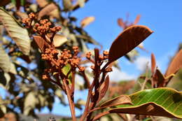 Image de Alphitonia neocaledonica (Schltr.) Guillaum.