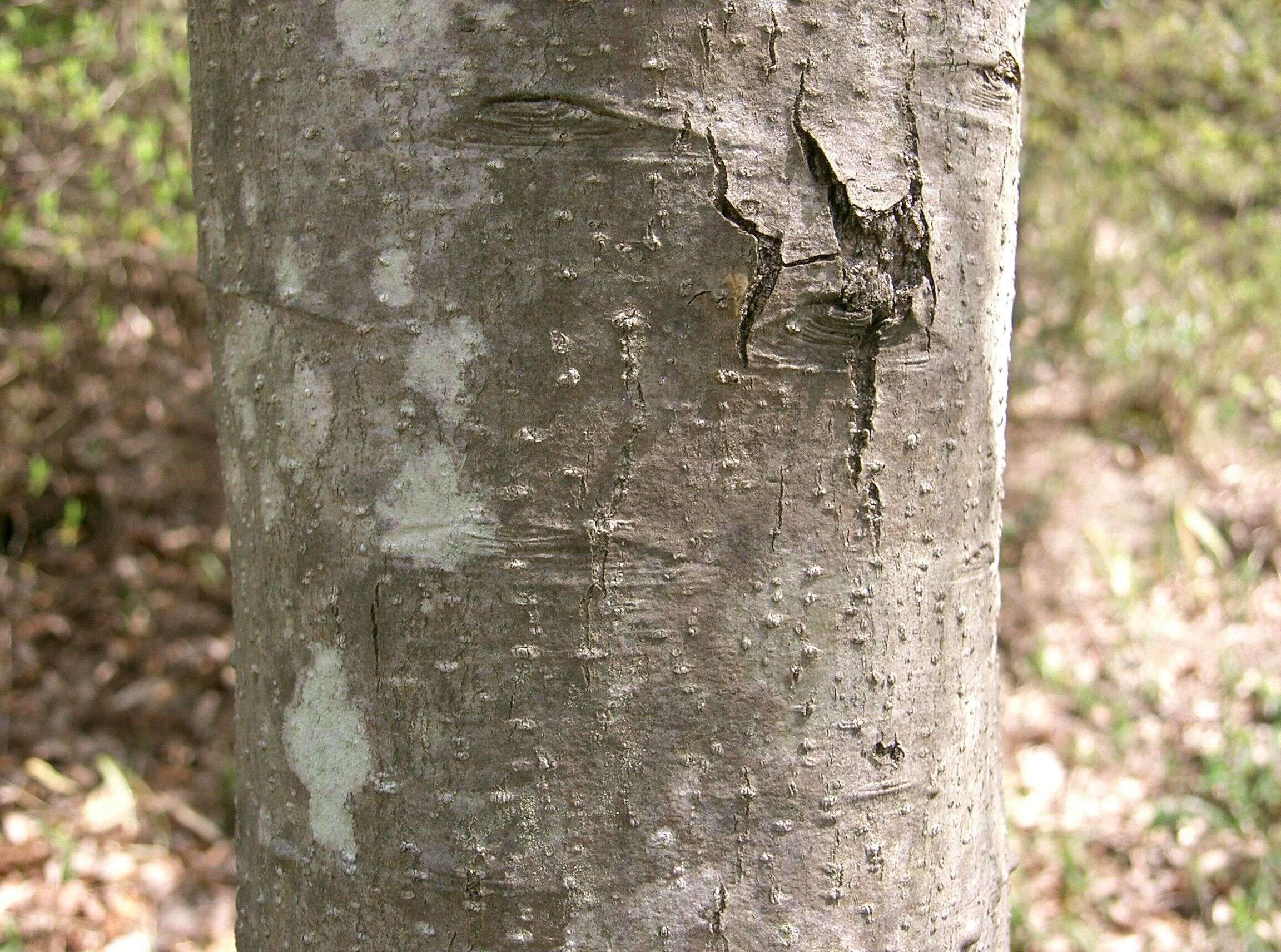 Image of Japanese holly