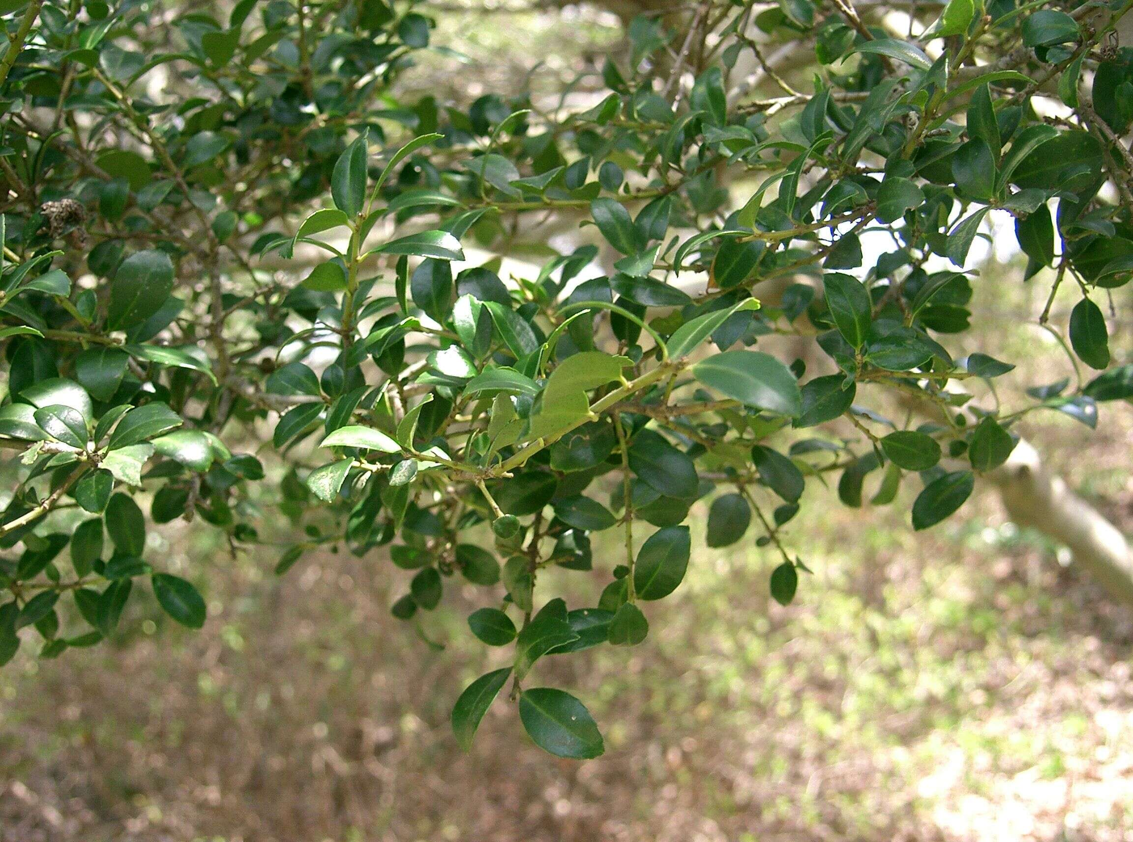 Image of Japanese holly