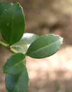 Image of Japanese holly