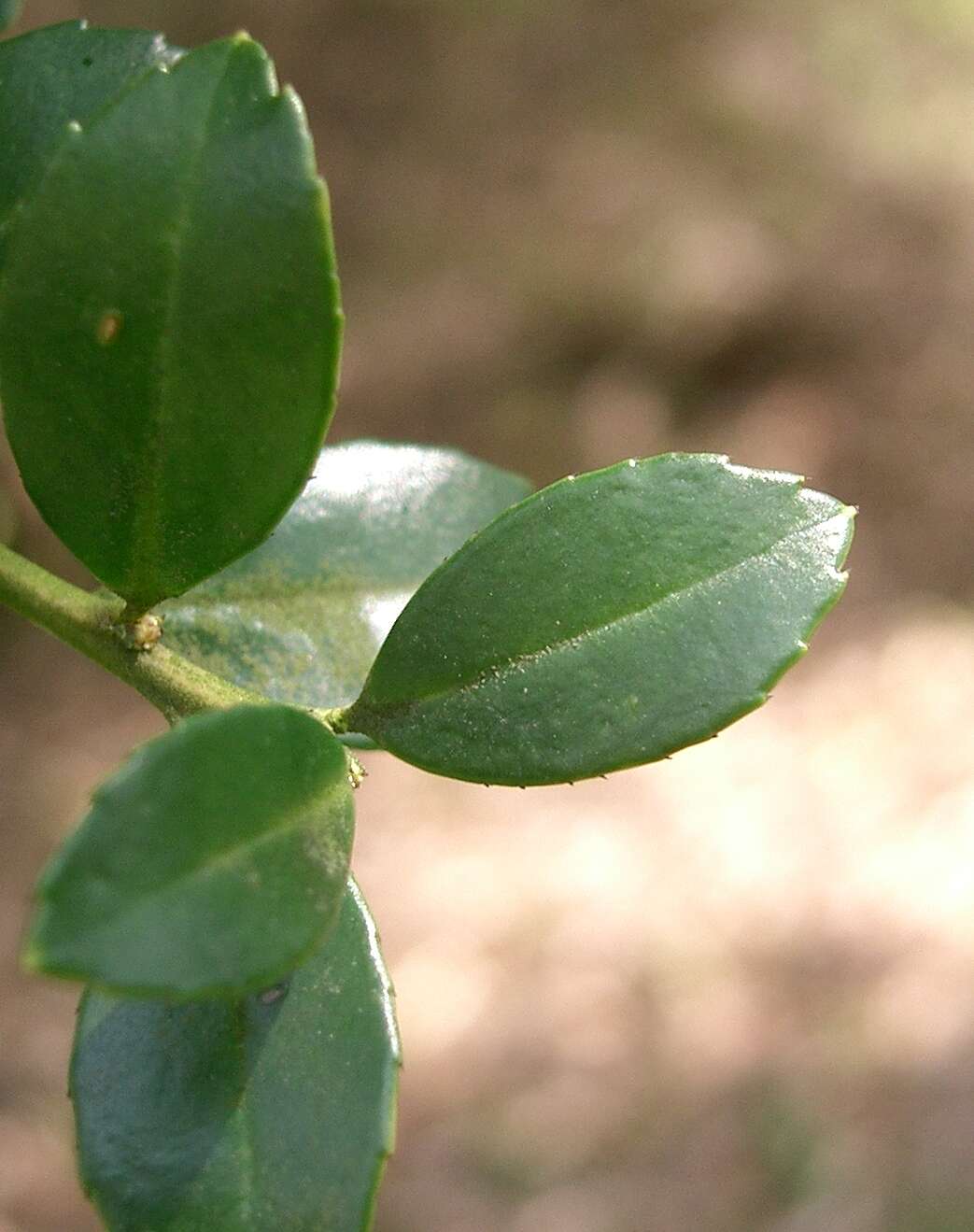 Image of Japanese holly