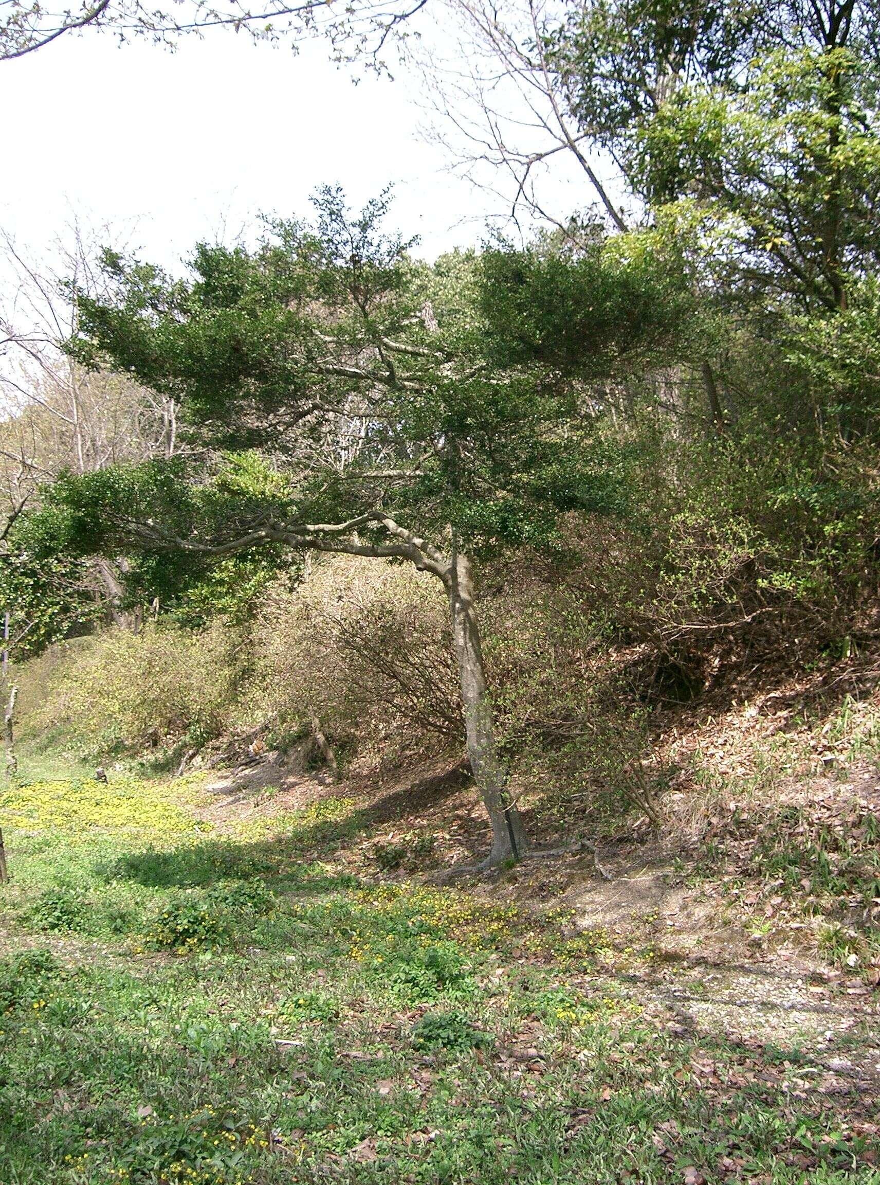 Image of Japanese holly