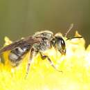 Plancia ëd Lasioglossum lanarium (Smith 1853)