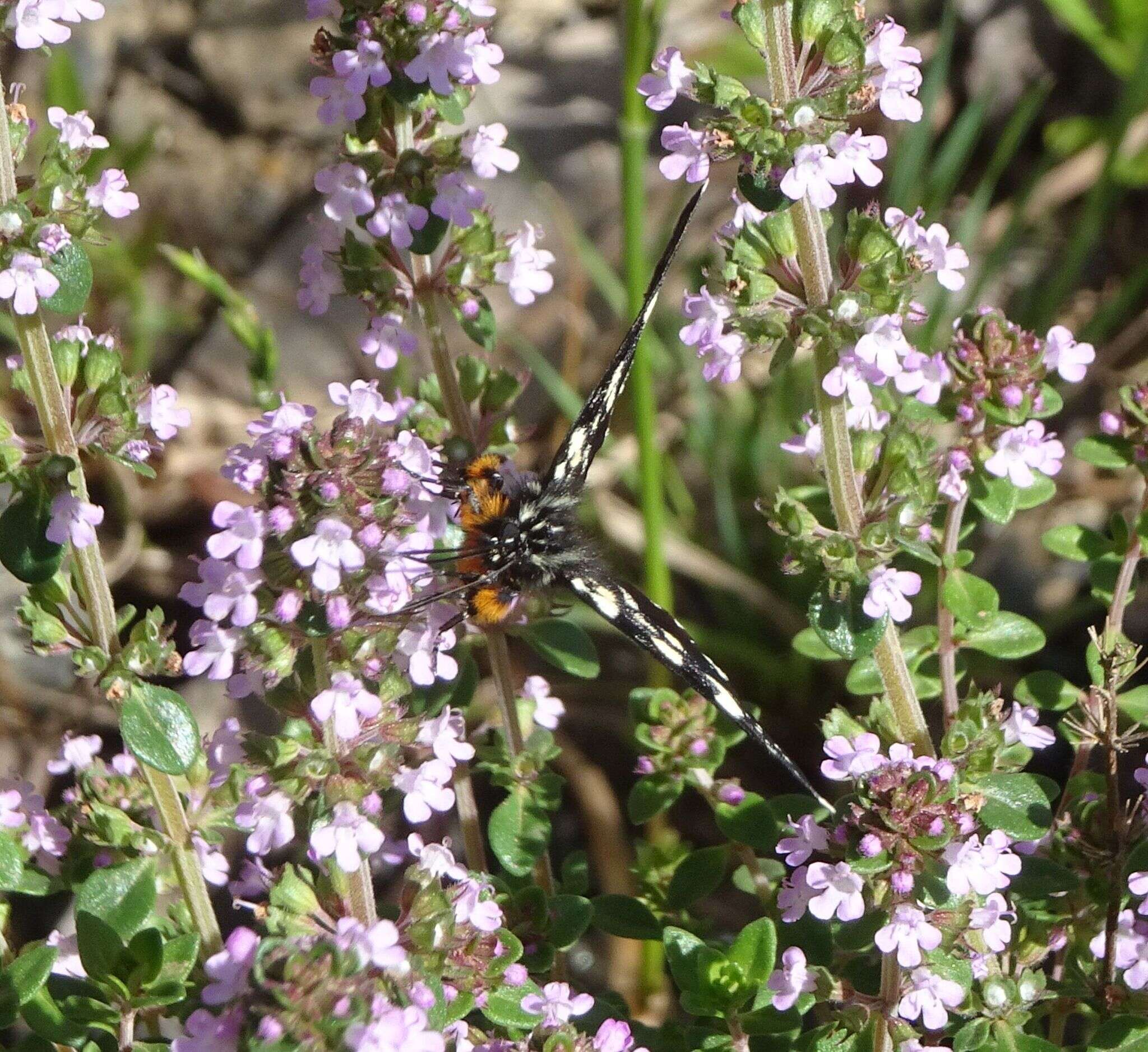 Imagem de Phalaenoides tristifica Hb. 1819