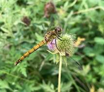 Image of Sympetrum cordulegaster (Selys 1883)