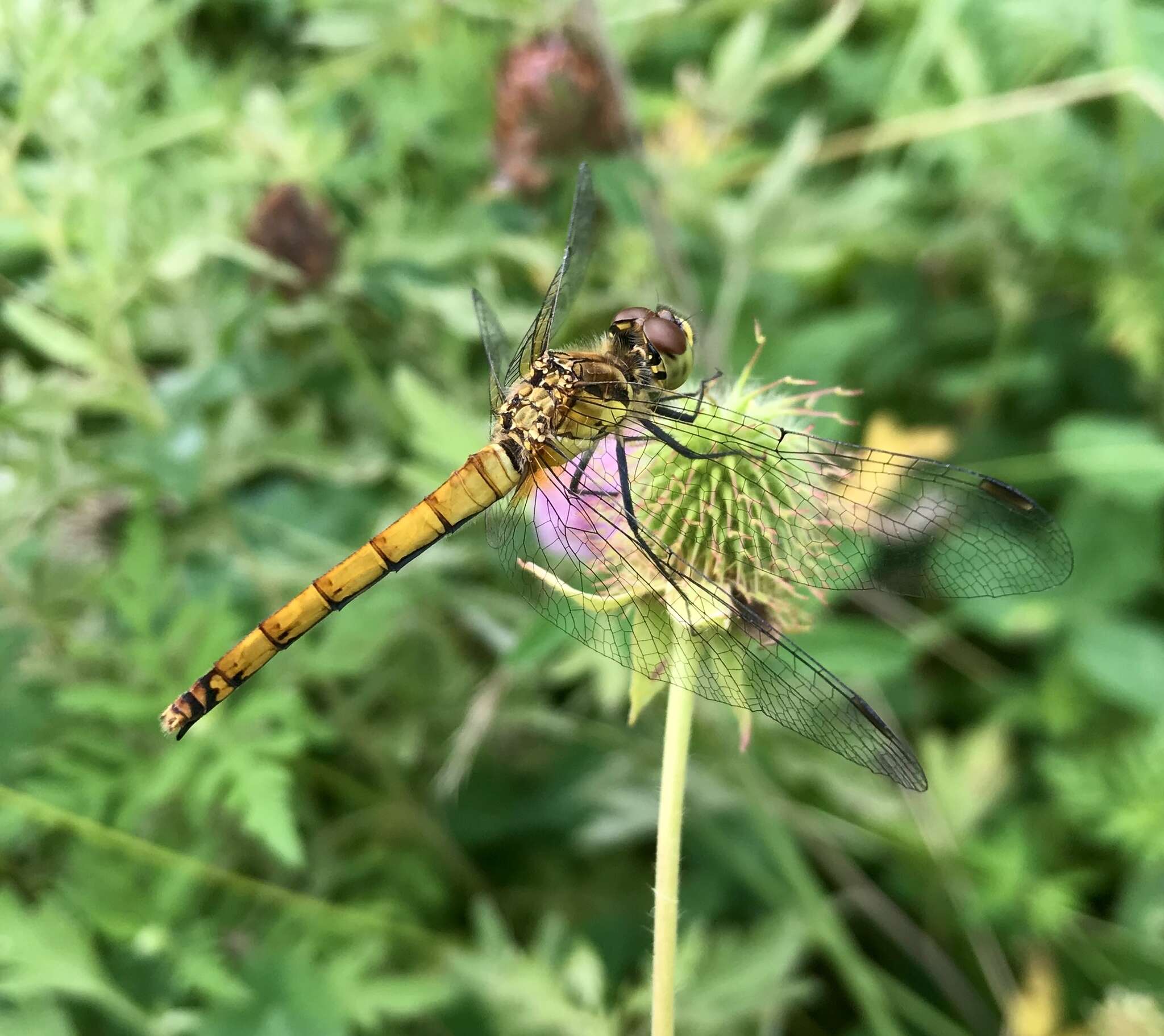 Sympetrum cordulegaster (Selys 1883) resmi