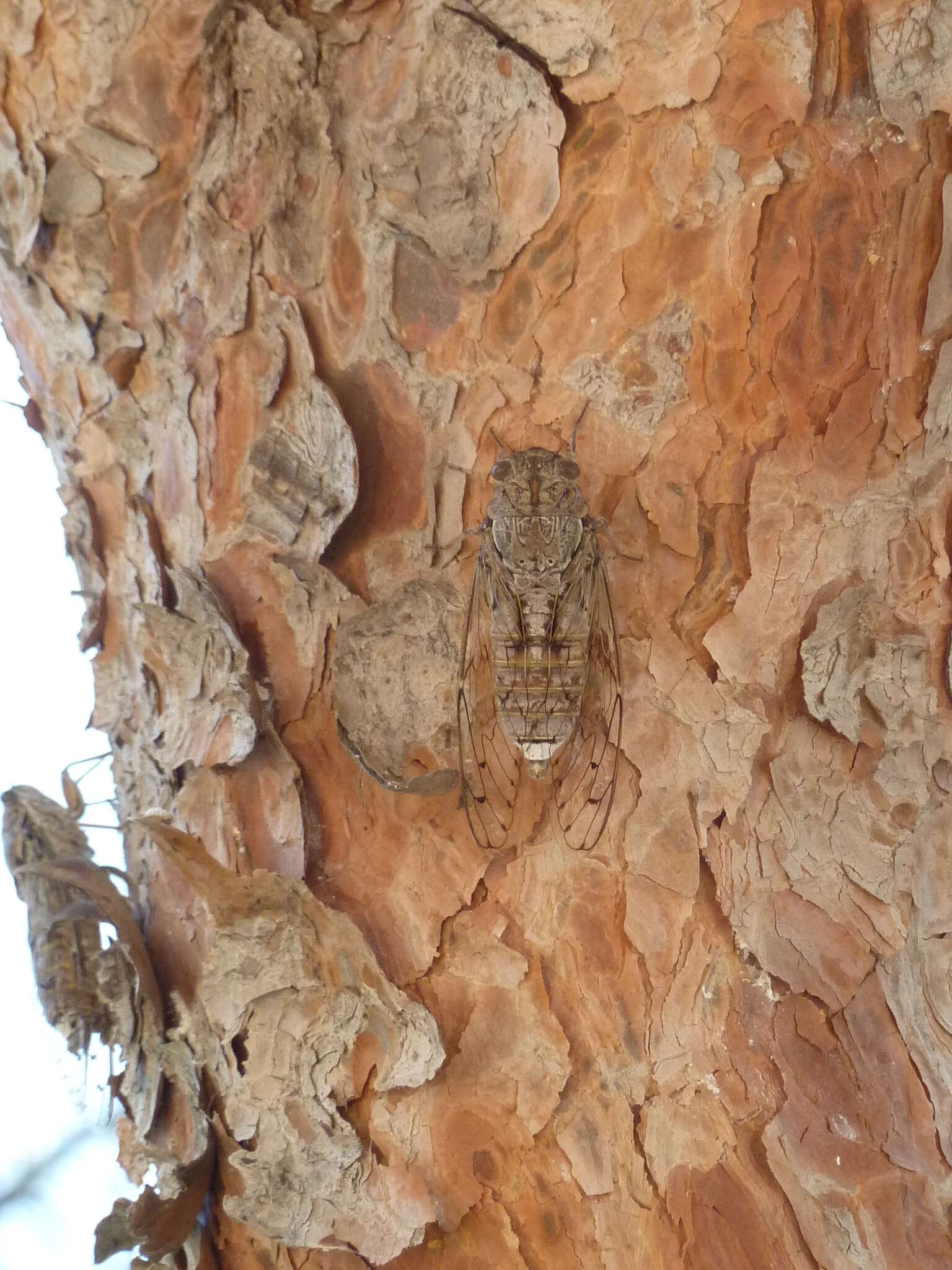 Image of Cicada cretensis Quartau & Simoes 2005