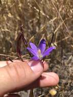 Слика од Brodiaea santarosae T. J. Chester, W. P. Armstr. & Madore