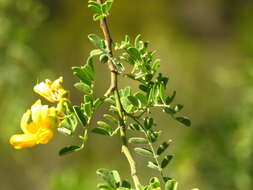 Imagem de Calpurnia villosa Harv.