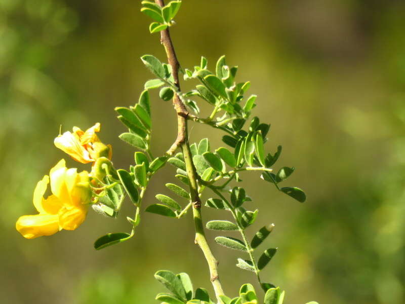 Imagem de Calpurnia villosa Harv.