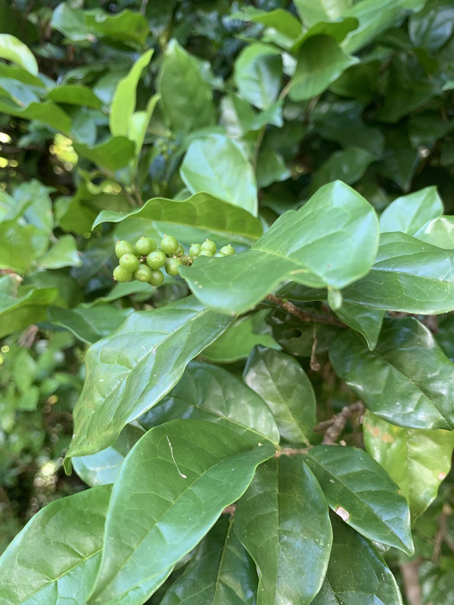 山地五月茶的圖片