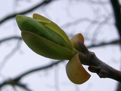 Image of Tulip tree