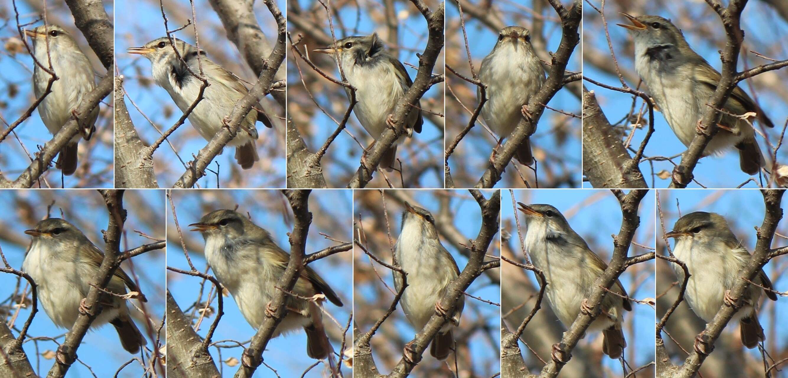 Image of Japanese Bush Warbler