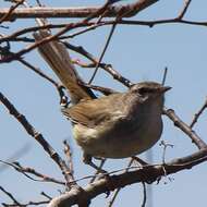 Image of Japanese Bush Warbler