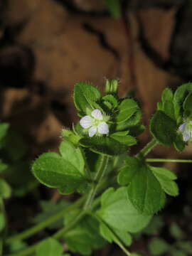 Image of ivy-leaved speedwell