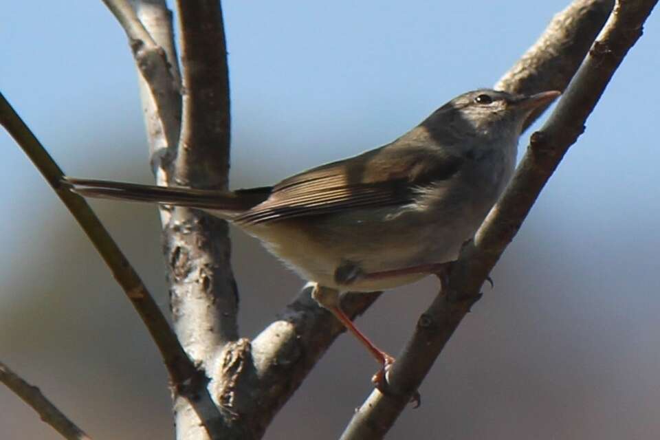 Image of Japanese Bush Warbler