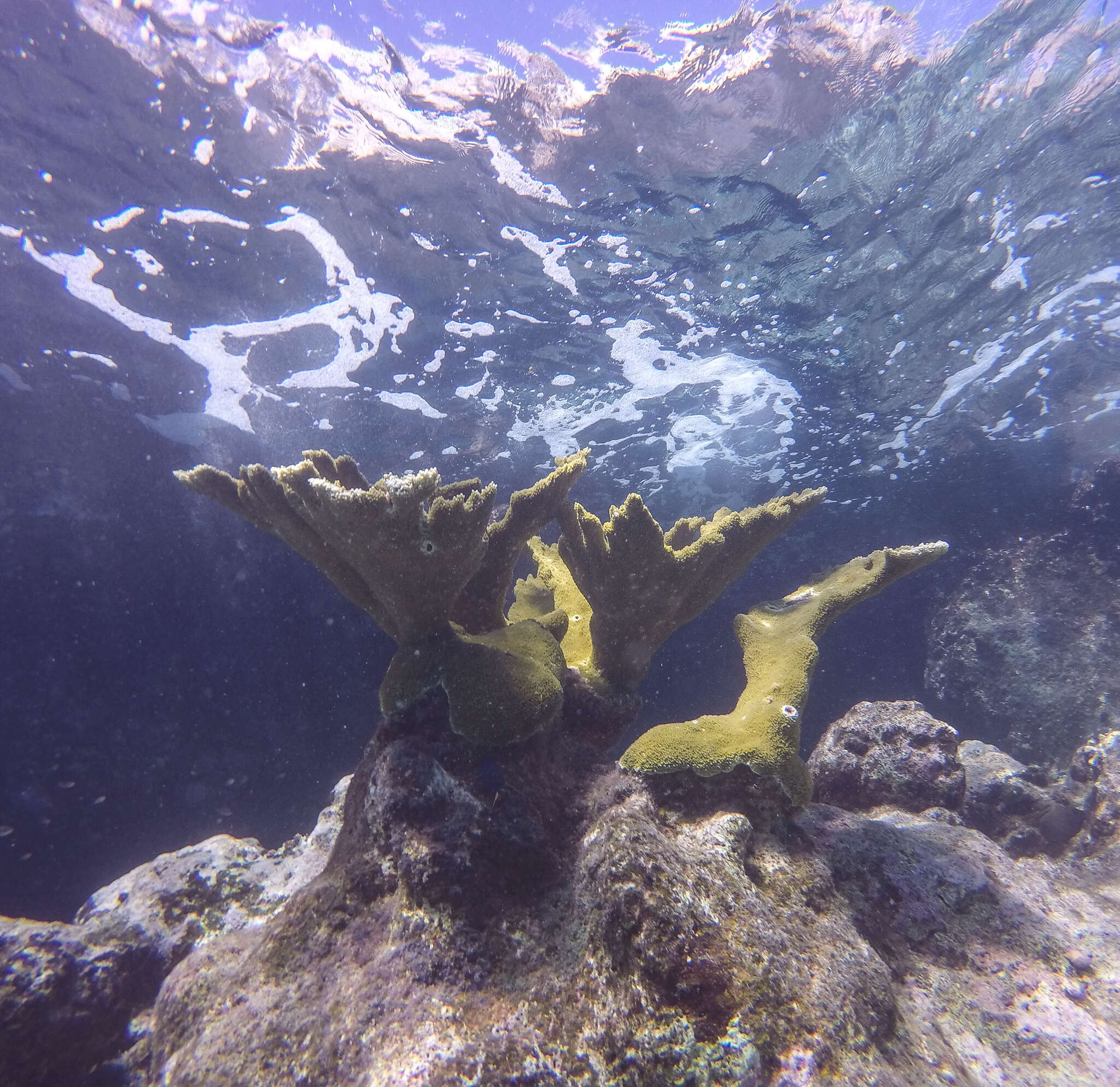 Image of Elkhorn Coral