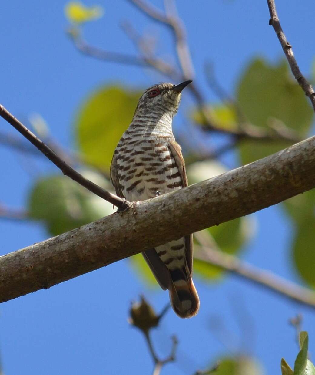 Image of Little Bronze Cuckoo