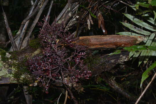 Parasitaxus usta (Vieill.) de Laub. resmi