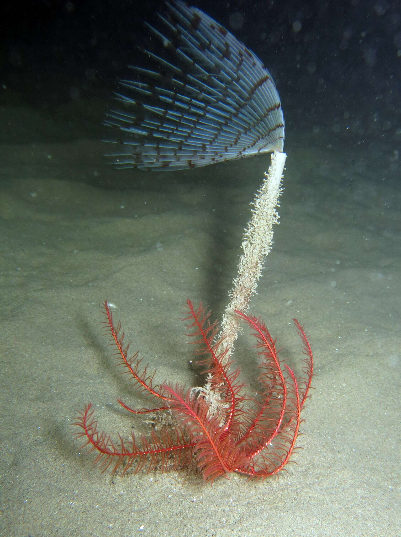 Image of Peacock worm