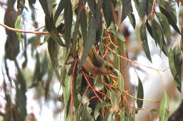 Image of Fuscous Honeyeater