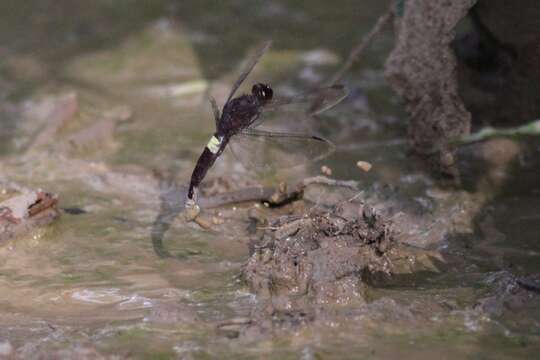 Image of Hadrothemis coacta (Karsch 1891)