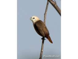 Image of Pale-headed Munia