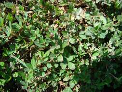 Image of Japanese bush clover