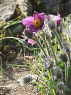 Imagem de Pulsatilla vulgaris Miller