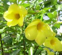 Image of Golden Trumpet or Buttercup Flower