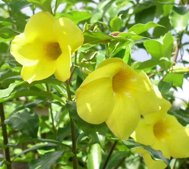 Image of Golden Trumpet or Buttercup Flower