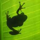 Image of Natal Tree Frog