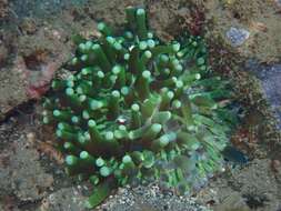 Image of Mushroom coral