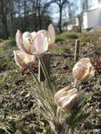 Image of pasqueflower